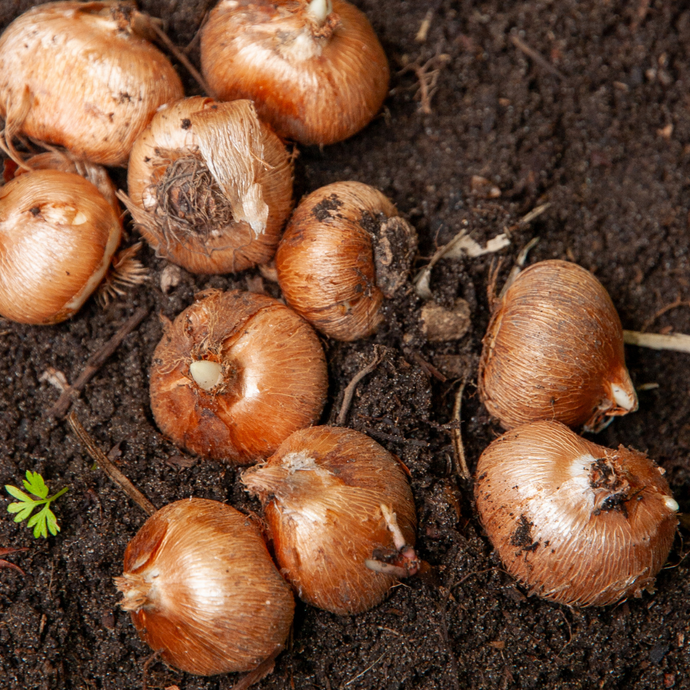 Biologische bollen mix (20 of 50 stuks)